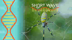 Why you shouldn't worry about invasive Joro spiders